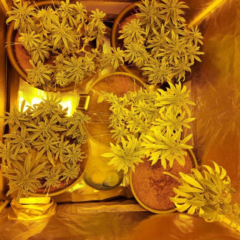 Bbcita growlog timeline photo