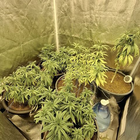 Bbcita growlog timeline photo