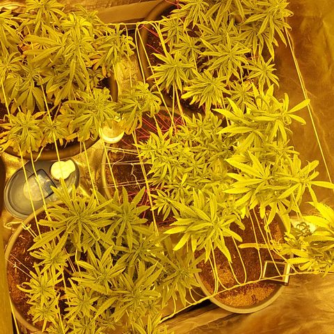 Bbcita growlog timeline photo