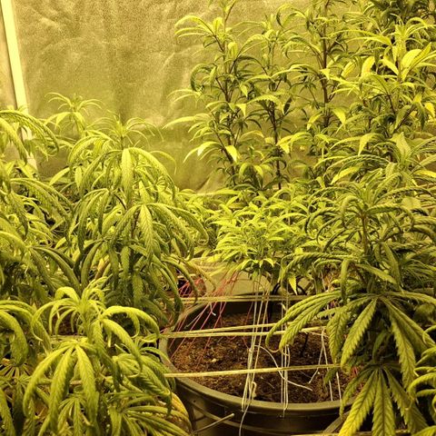Bbcita growlog timeline photo