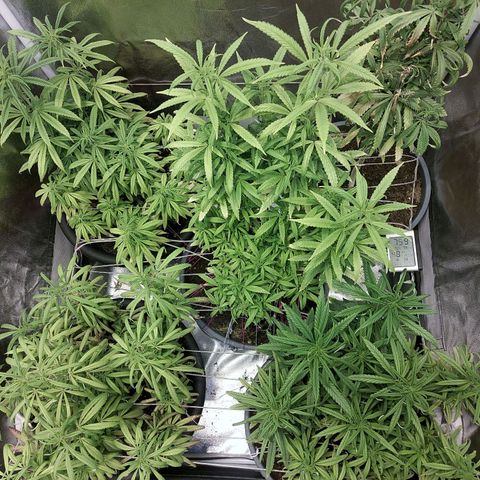 Bbcita growlog photo: Queme una sin querer😭💃