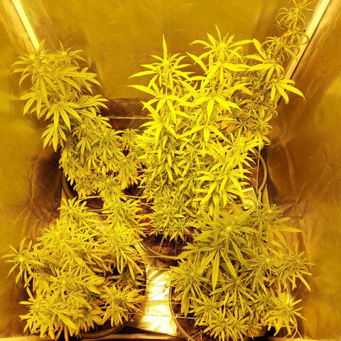Bbcita growlog timeline photo