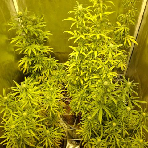 Bbcita growlog timeline photo