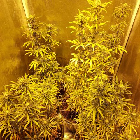 Bbcita growlog timeline photo