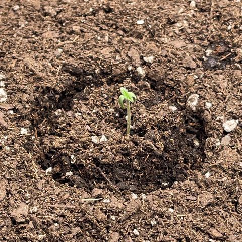Northern Lights - 1st Grow growlog timeline photo