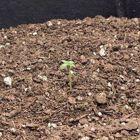 Northern Lights - 1st Grow growlog photo: Removed dome. 
Temp ~78% 
Humidity ~76%
VDP 0.8