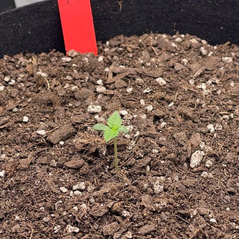 Northern Lights - 1st Grow growlog timeline photo