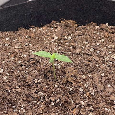 Northern Lights - 1st Grow growlog timeline photo