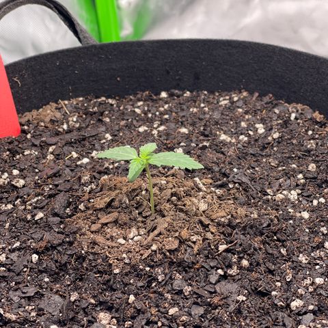 Northern Lights - 1st Grow growlog timeline photo