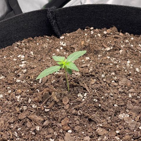 Northern Lights - 1st Grow growlog timeline photo