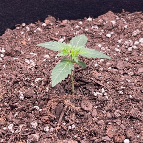 Northern Lights - 1st Grow growlog timeline photo