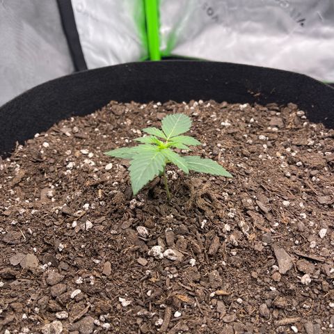 Northern Lights - 1st Grow growlog timeline photo