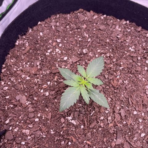 Northern Lights - 1st Grow growlog timeline photo