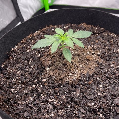 Northern Lights - 1st Grow growlog timeline photo