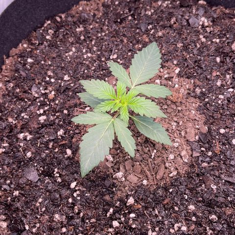 Northern Lights - 1st Grow growlog timeline photo