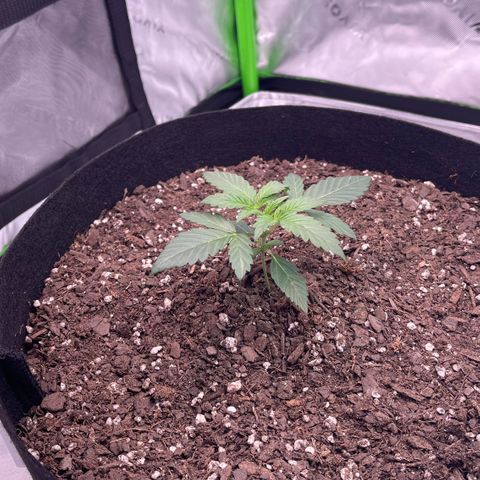 Northern Lights - 1st Grow growlog timeline photo