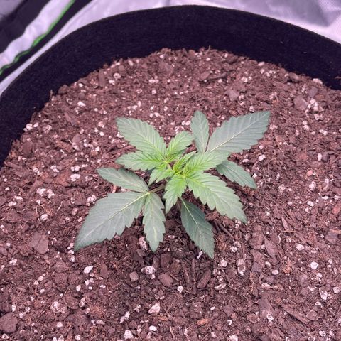 Northern Lights - 1st Grow growlog timeline photo