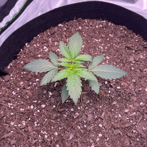 Northern Lights - 1st Grow growlog timeline photo