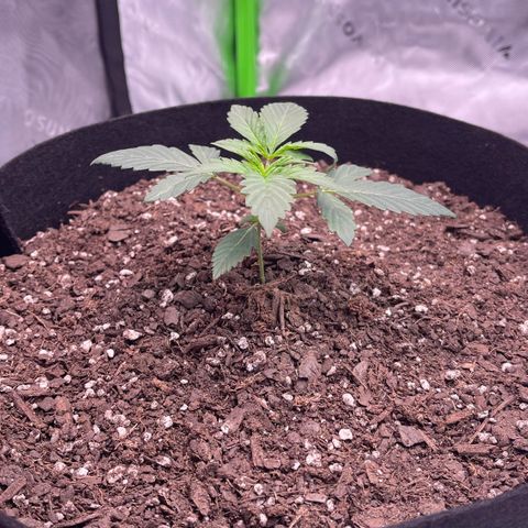 Northern Lights - 1st Grow growlog timeline photo