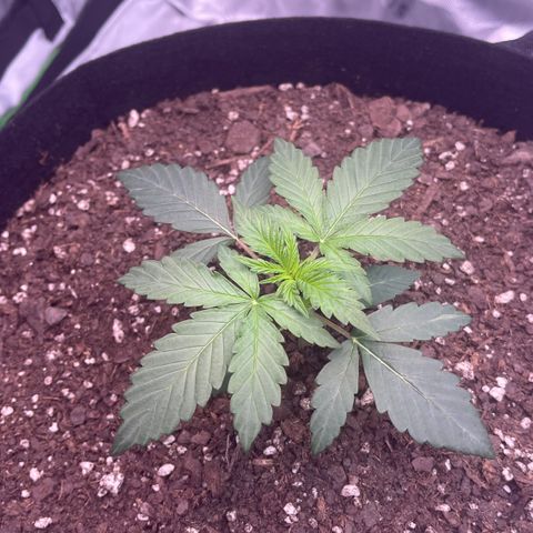 Northern Lights - 1st Grow growlog timeline photo