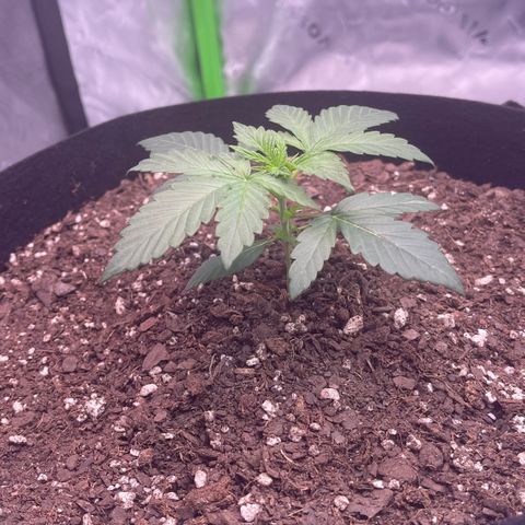 Northern Lights - 1st Grow growlog timeline photo
