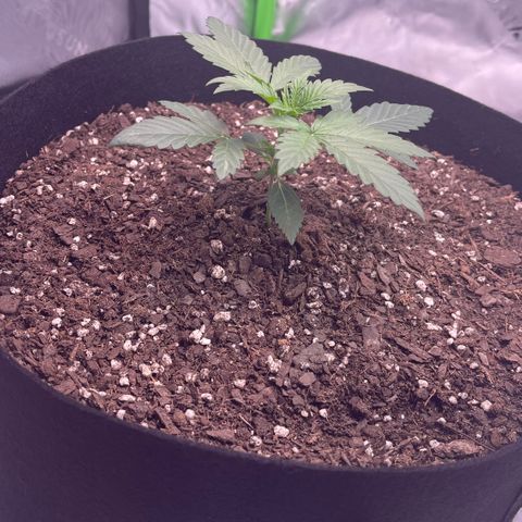 Northern Lights - 1st Grow growlog timeline photo
