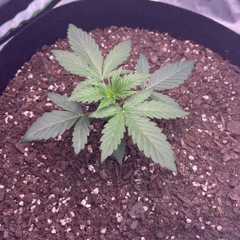 Northern Lights - 1st Grow growlog timeline photo