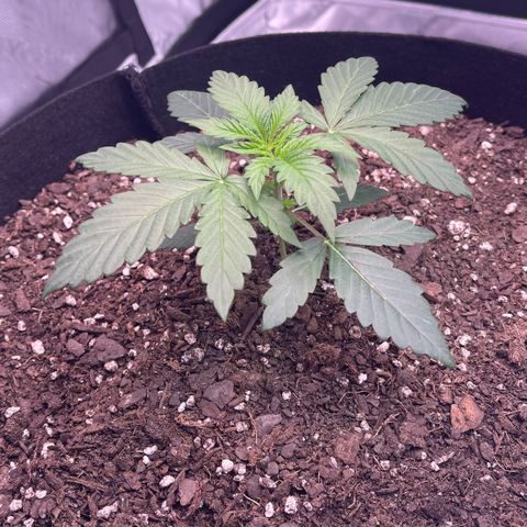 Northern Lights - 1st Grow growlog timeline photo