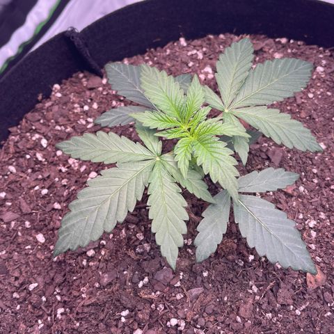 Northern Lights - 1st Grow growlog timeline photo