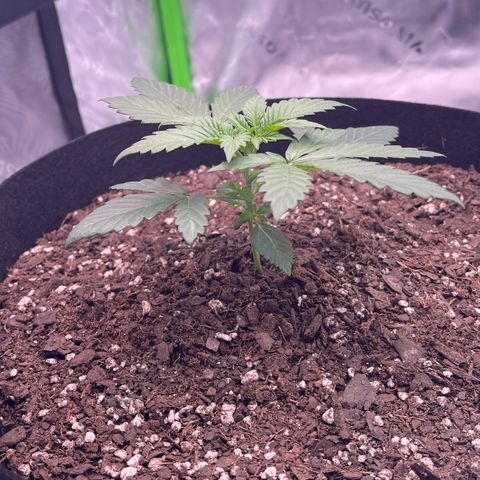 Northern Lights - 1st Grow growlog timeline photo