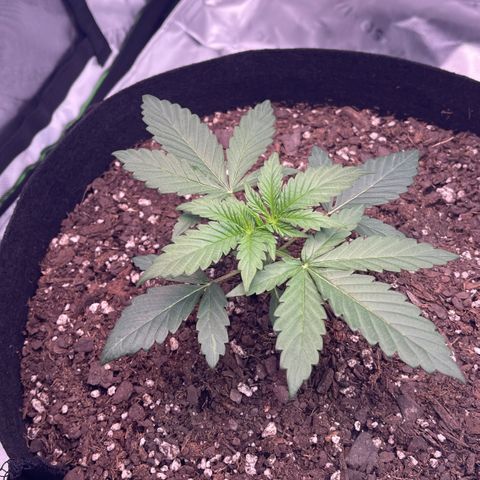 Northern Lights - 1st Grow growlog timeline photo