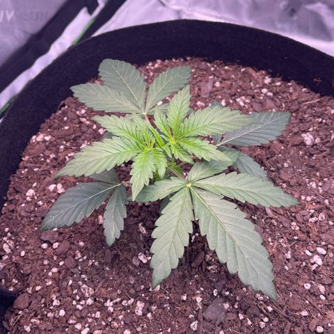 Northern Lights - 1st Grow growlog timeline photo