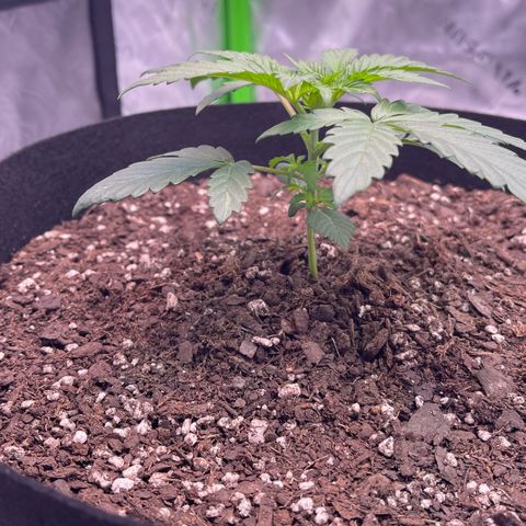 Northern Lights - 1st Grow growlog timeline photo