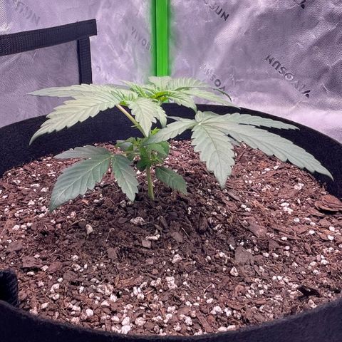 Northern Lights - 1st Grow growlog timeline photo