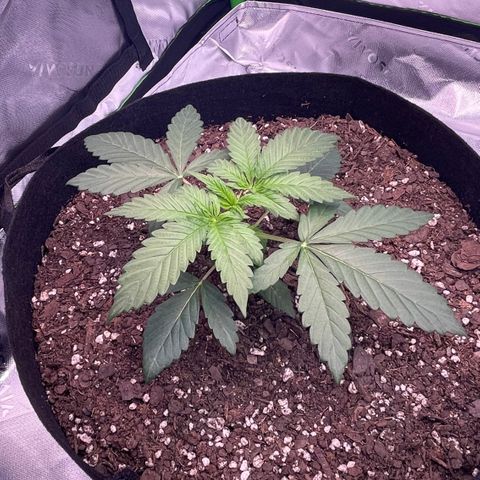 Northern Lights - 1st Grow growlog timeline photo