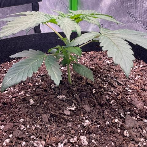 Northern Lights - 1st Grow growlog timeline photo