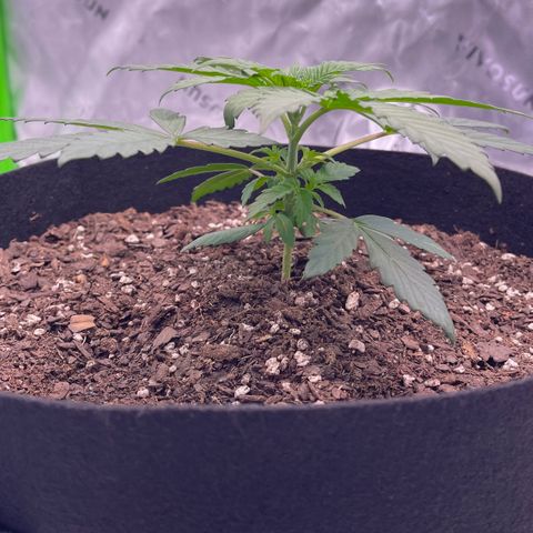 Northern Lights - 1st Grow growlog timeline photo