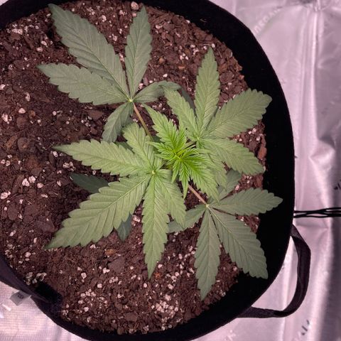 Northern Lights - 1st Grow growlog timeline photo
