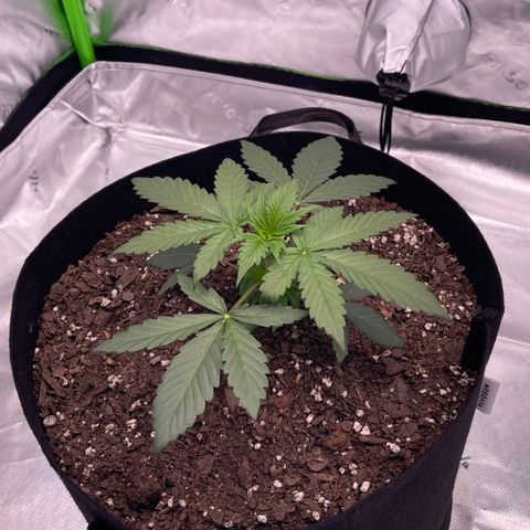 Northern Lights - 1st Grow growlog timeline photo