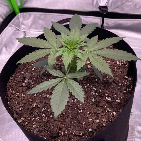 Northern Lights - 1st Grow growlog timeline photo