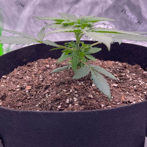 Northern Lights - 1st Grow growlog timeline photo
