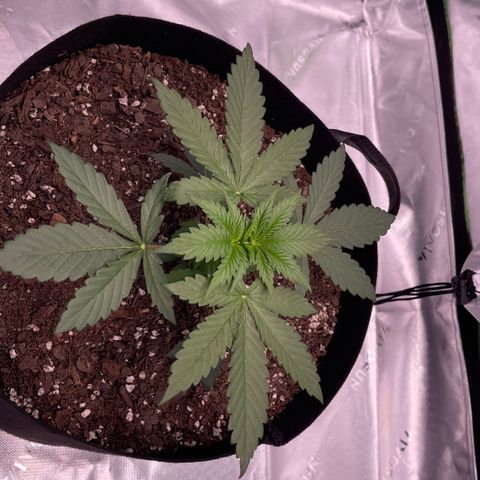 Northern Lights - 1st Grow growlog timeline photo