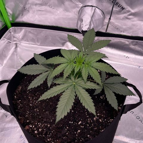 Northern Lights - 1st Grow growlog timeline photo