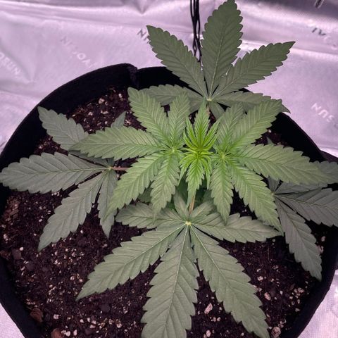 Northern Lights - 1st Grow growlog timeline photo