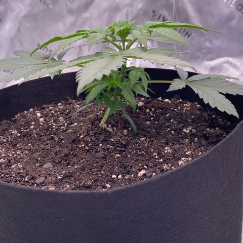 Northern Lights - 1st Grow growlog timeline photo
