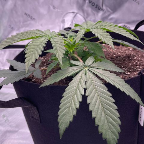 Northern Lights - 1st Grow growlog timeline photo