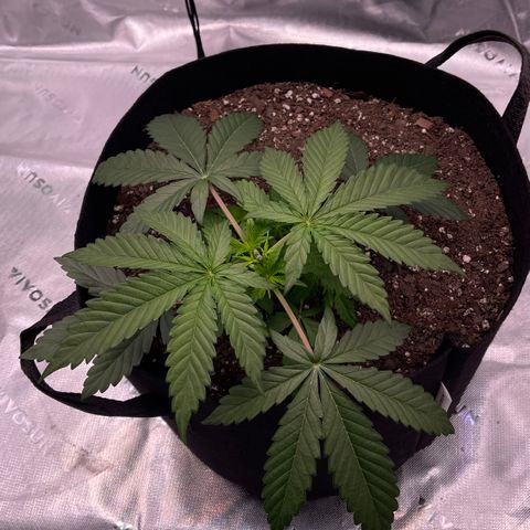 Northern Lights - 1st Grow growlog timeline photo