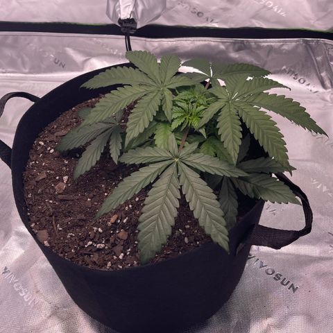Northern Lights - 1st Grow growlog timeline photo