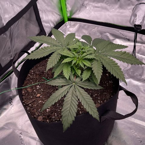 Northern Lights - 1st Grow growlog timeline photo