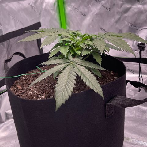 Northern Lights - 1st Grow growlog timeline photo